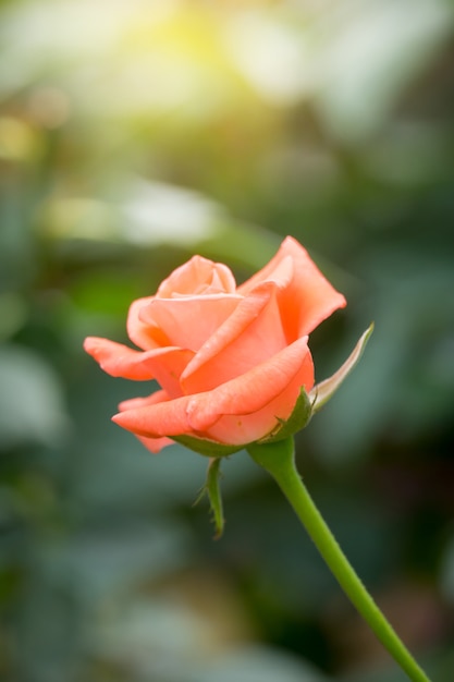 Roses dans le jardin