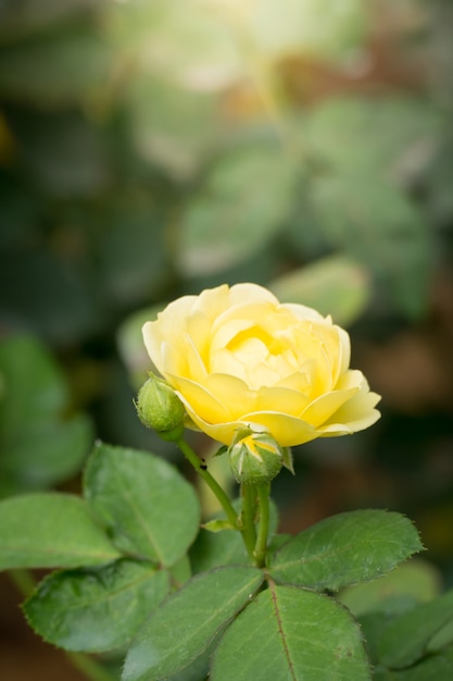 Roses dans le jardin