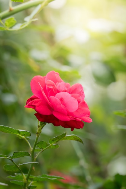 Roses dans le jardin