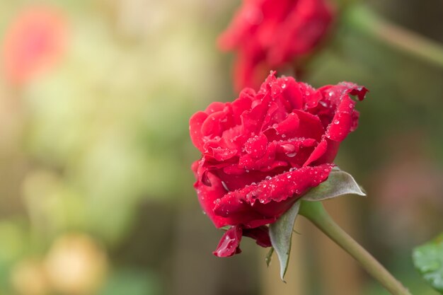 Roses dans le jardin