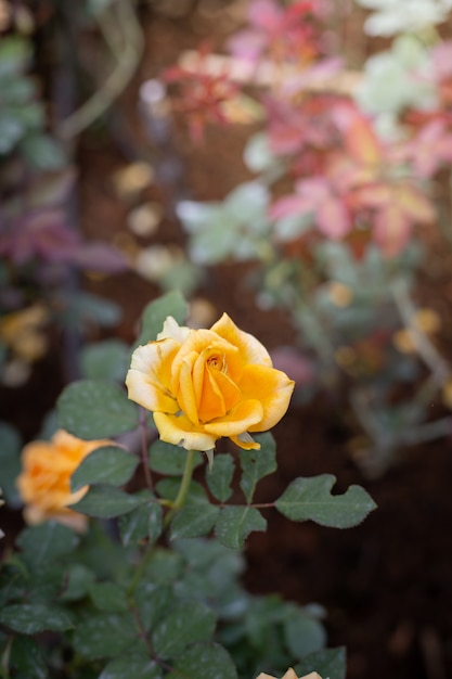 Roses dans le jardin