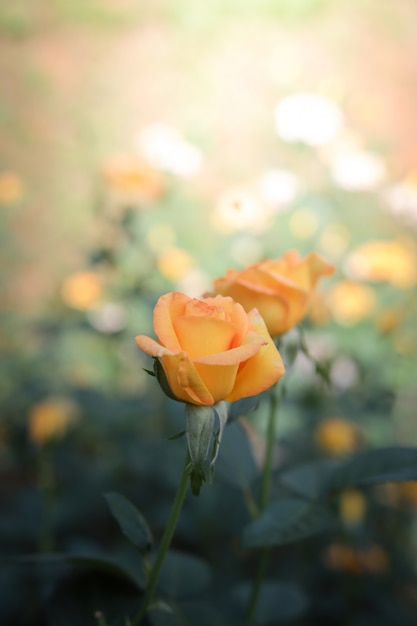 Roses dans le jardin