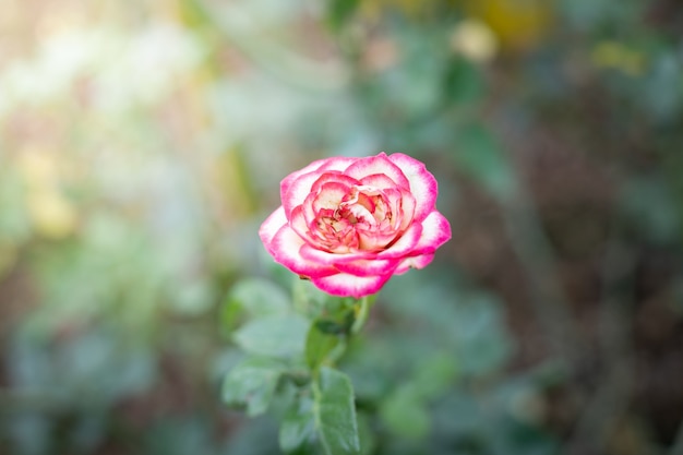 Roses dans le jardin