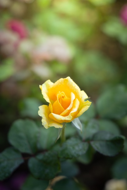 Roses dans le jardin