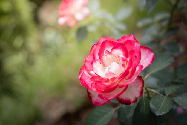 Roses dans le jardin