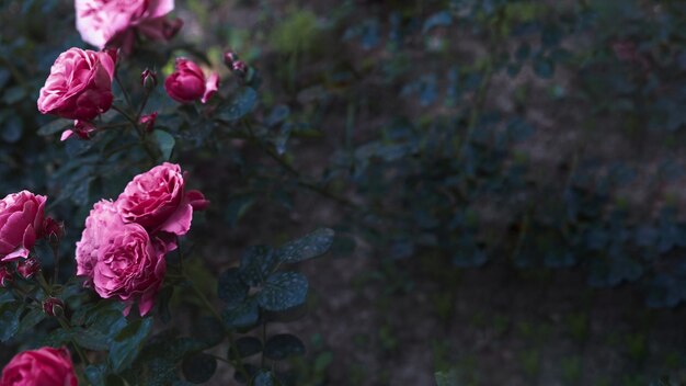 Des roses étonnantes arbuste haute qualité et résolution beau concept de photo