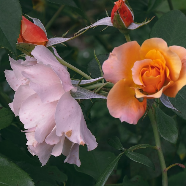 Roses à l'extérieur. Floraison. Concept d'amoureux de la nature