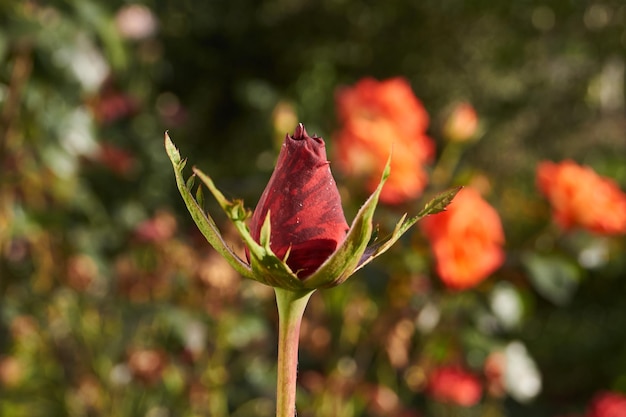 Les roses fleurissent dans le jardin de la maison de campagne. Automne.