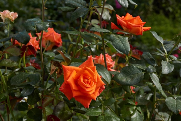 Les roses fleurissent dans le jardin de la maison de campagne