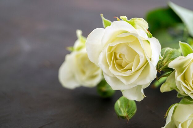 Roses en fleurs blanches sur un fond sombre.