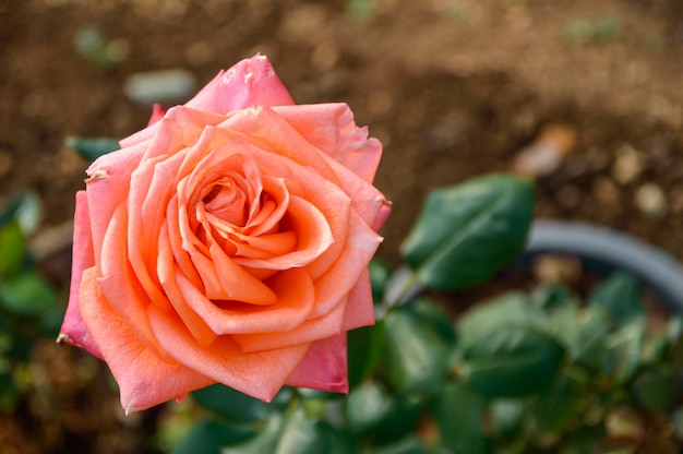 Roses en fleurs dans le jardin.