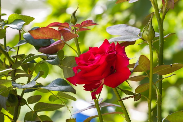 Roses en fleurs dans le jardin