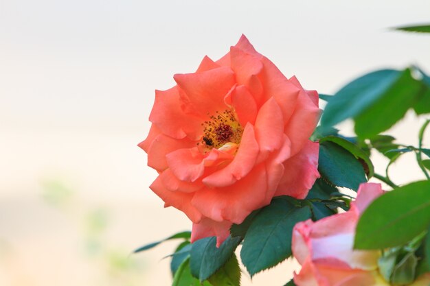 Roses en fleurs dans le jardin