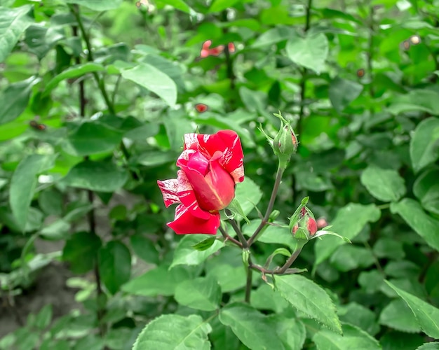 Des roses en fleurs dans la nature