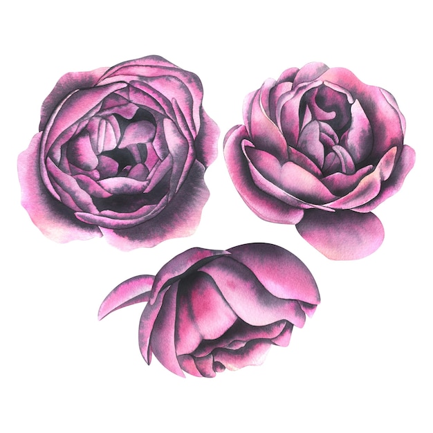 Roses en forme de pivoine vue de dessus et de côté uniquement bourgeons objets isolés Illustration à l'aquarelle d'un grand ensemble de FLEURS DE MARIAGE Pour la conception et la décoration d'invitations de cartes de voeux