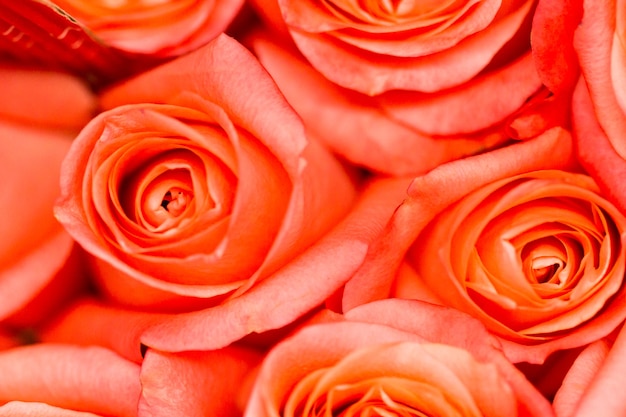 Roses fraîchement coupées prêtes pour la Saint-Valentin.