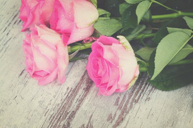 Roses fraîches roses dans des gouttes d'eau sur fond blanc en bois âgé de près, aux tons rétro