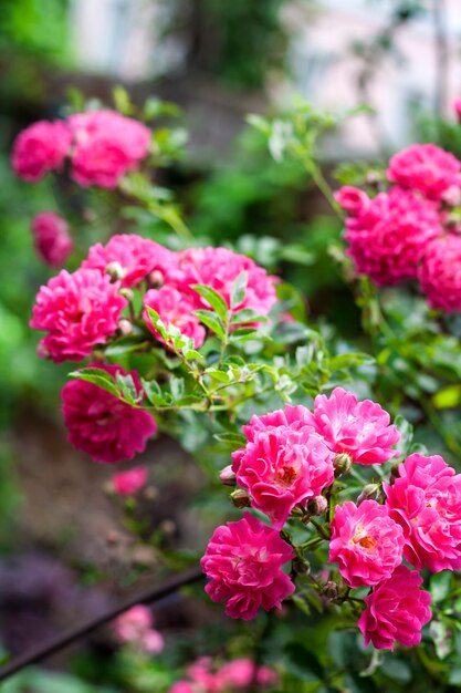 Roses grimpantes roses avec des feuilles