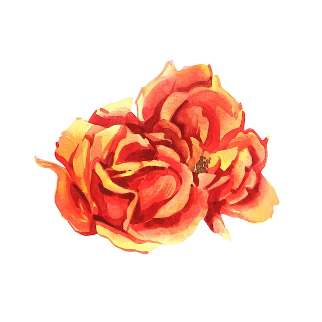 Des roses. Illustration à l'aquarelle d'une délicate rose rose. Illustration botanique