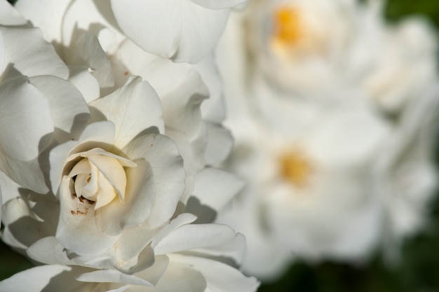 Roses de jardin blanches