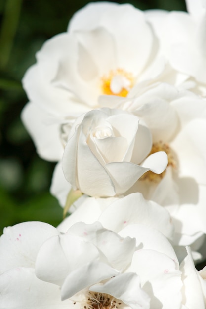 Roses de jardin blanches