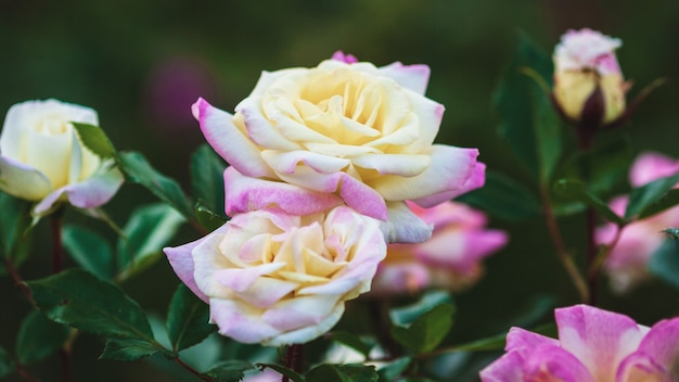 Roses de jardin en fleurs agrandi. Race boîte à musique jaune-rose (Rosa BAIbox) par Ping Lim, 2012