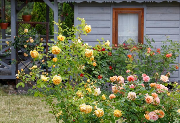 Roses et jardin d'herbes aromatiques à l'extérieur d'une maison de campagne