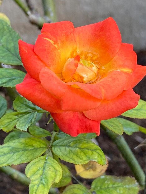 Photo des roses jaune-orange pour décorer en arrière-plan pour ajouter de l'atmosphère à votre travail