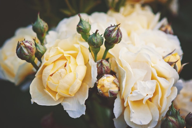 Roses jaune pâle dans le jardin belles fleurs pour fond floral