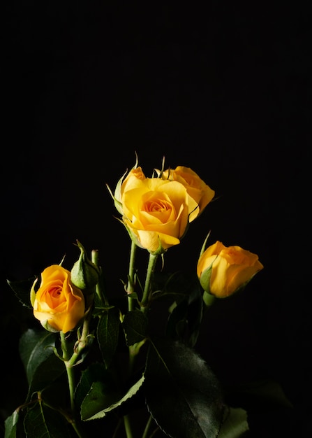 Photo roses jaunes à angle élevé