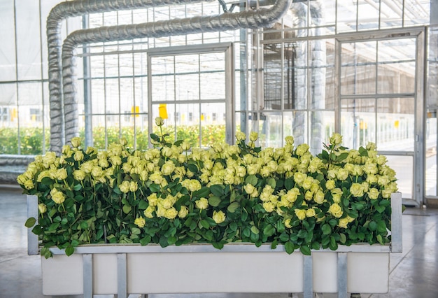 Roses jaunes sur un chariot dans une serre, gros plan