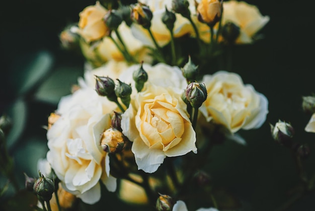 Roses jaunes dans le jardin du soir belles fleurs d'été fond floral de mauvaise humeur