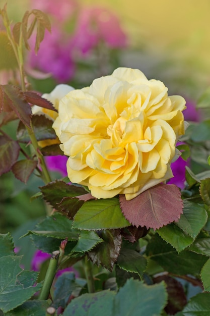 Roses jaunes dans un jardin ensoleillé Belles roses jaunes