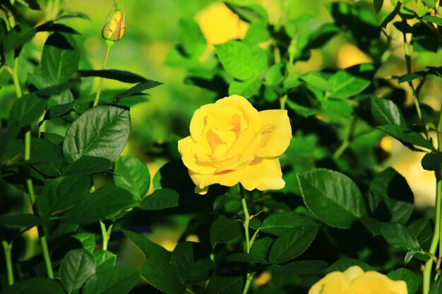 Roses jaunes à feuilles vertes