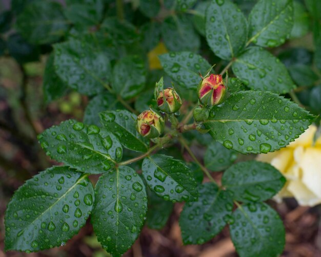 Photo les roses jaunes en fleurs soufflent dans le vent