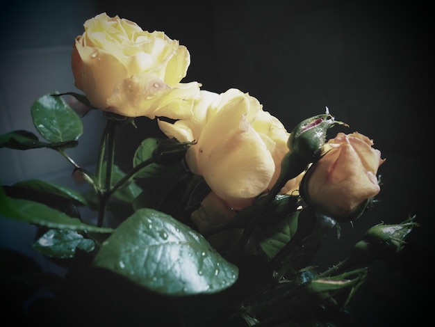 Roses jaunes sur fond sombre Beau bouquet de 3 roses Carte postale avec 8 mars Fête des mères ou Saint Valentin Pétales de rose délicats