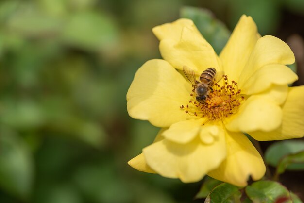 Roses jaunes sur fond vert