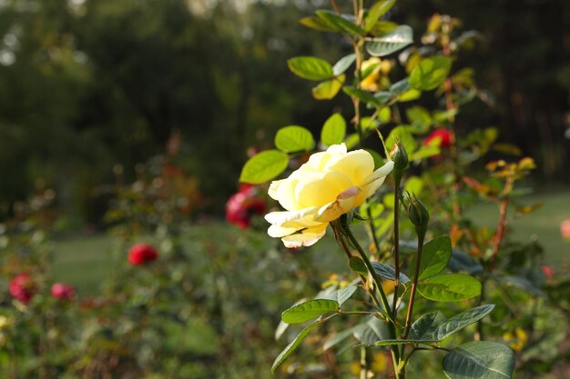 Roses jaunes fraîches dans un jardin vert et ensoleillé Libre d'une fleur jaune qui fleurit à l'extérieur Ouvrir incroyablement belle rose jaune dans le jardin