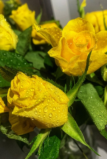 Photo les roses jaunes