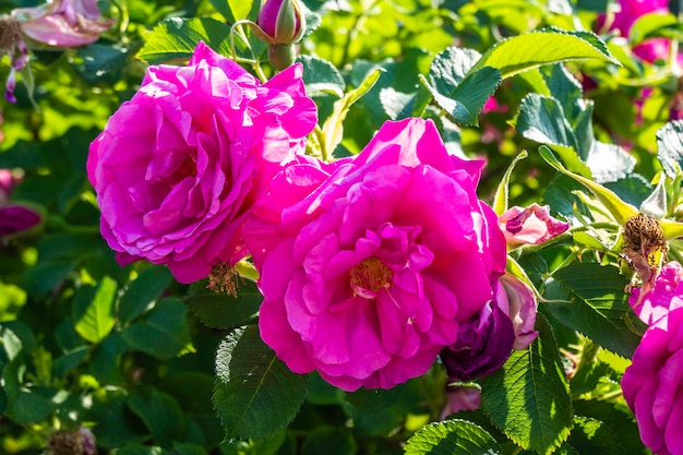 Roses Knockout roses cramoisies brillantes dans un petit jardin