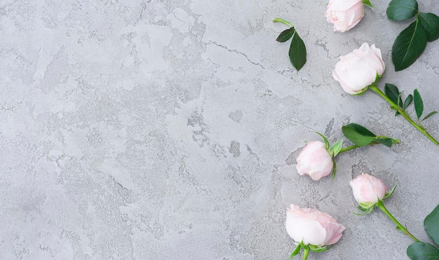 Roses légères délicates sur un fond de béton gris