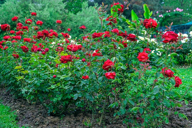 Roses luxuriantes belles fleurs de fleurs Buissons de chinois ou de thé rosa Rose musquée Belle fleur de fleur au jour d'été ensoleillé Jardinage floristique concept d'aménagement paysager