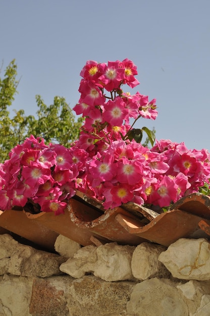 Roses sur un mur à Talmon sur Gironde