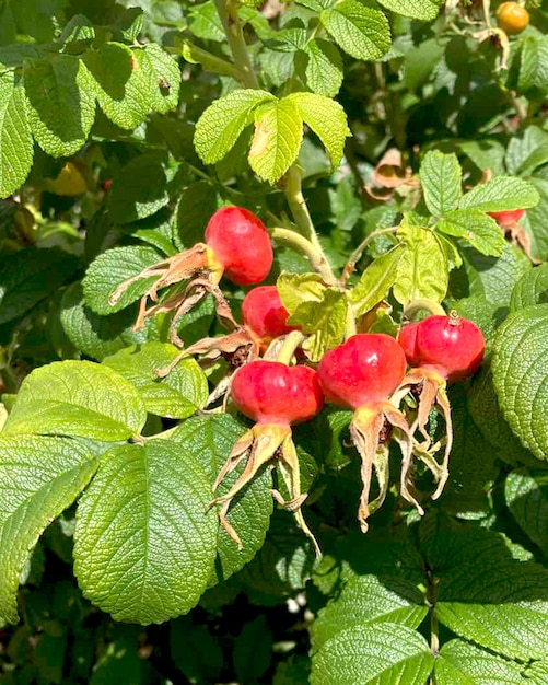 Roses mûres de la hanche sur une branche avec des feuilles.