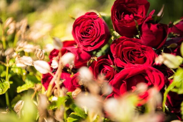 roses en naturel. fond du concept de jour de la Saint-Valentin et le concept de l&#39;amour.