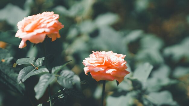 Photo des roses orange dans le jardin avec des feuilles floues en arrière-plan