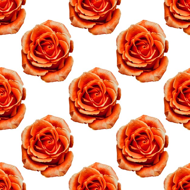 Roses Oranges Isolés Sur Fond Blanc. Modèle Sans Couture. Photo De Haute Qualité