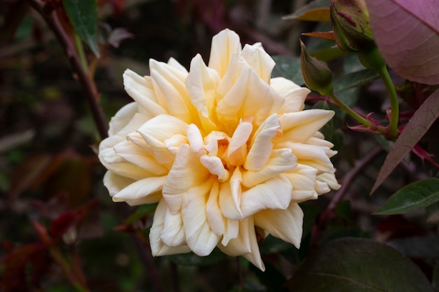 Roses Oranges Roses Et Pêches Ninetta Honeybun . Rose D'une Ombre Délicate Dans Le Jardin Sur Un Buisson