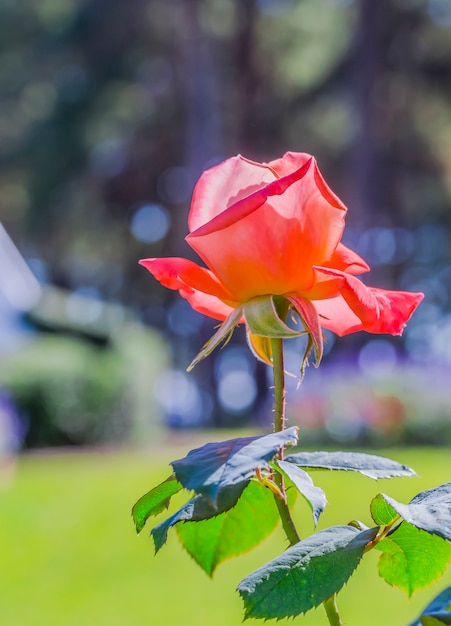 Roses par une journée ensoleillée