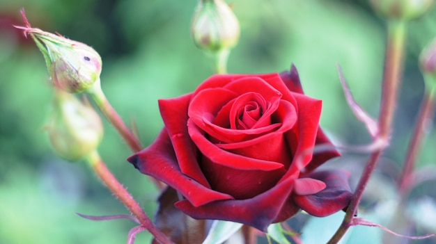 Roses sur le parterre de fleurs de la ville.